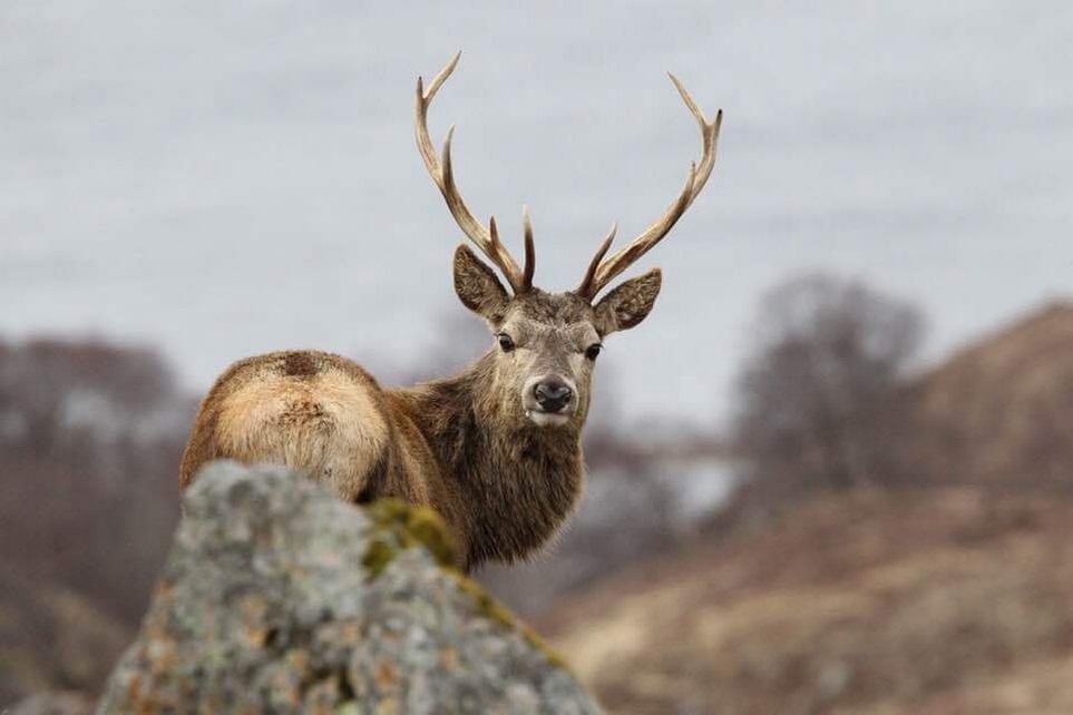 Stag Stalking in remote Scotland (chapter 1)