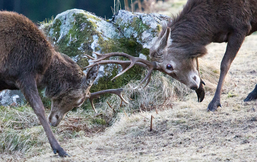 Red deer rut Scotland