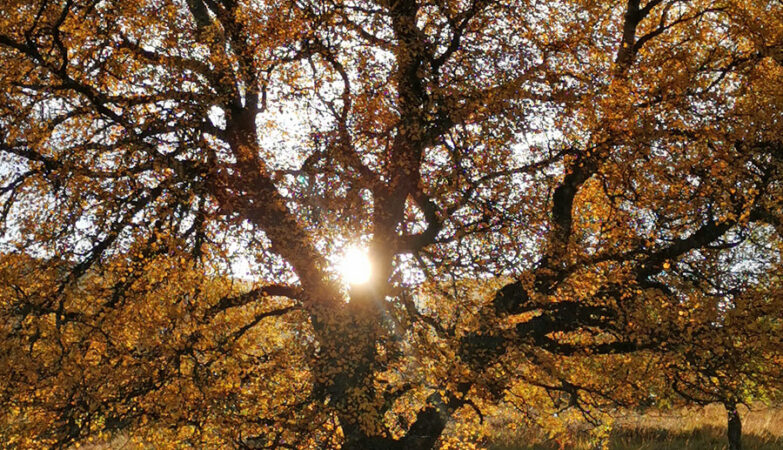 October sunlight on Birch Tree