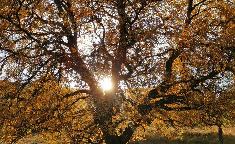 October sunlight on Birch Tree