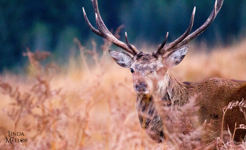 Red deer in Scotland