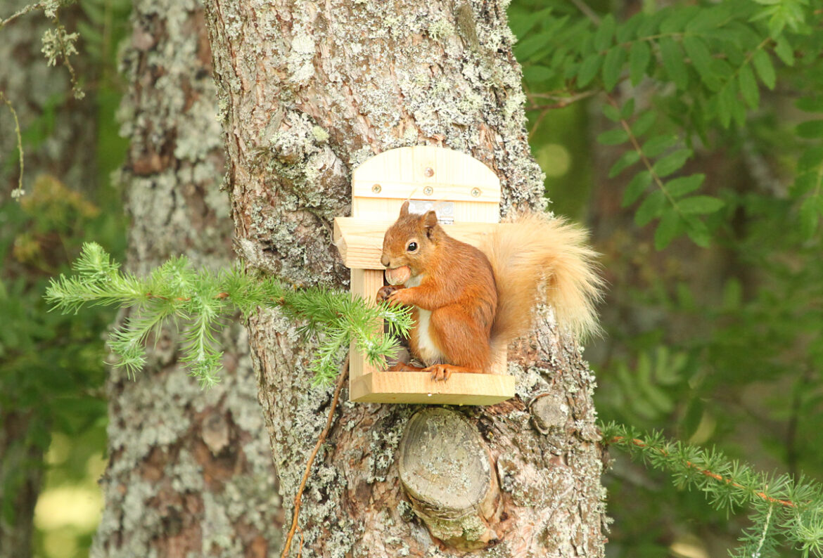 Supporting our Red Squirrels